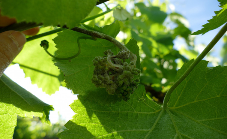 Detectan un avance del mildiu y aconsejan tratar los viñedos