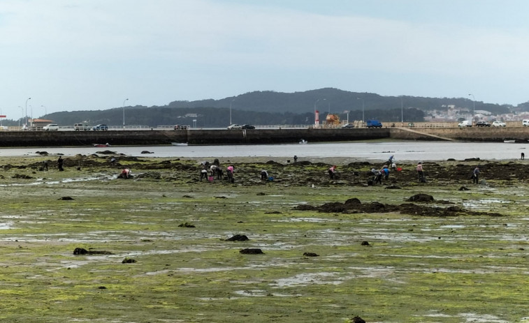 La regeneración marisquera de los bancos de Ribeira de Fefiñáns presenta buenas perspectivas