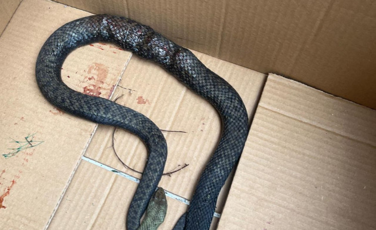 Unos perros atacan y hieren de muerte a una serpiente en Guillán