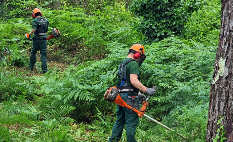 Alumnos del taller de empleo Torre de Goiáns II sanean la masa forestal del entorno de los castros de Neixón