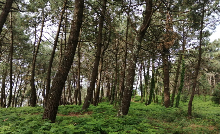 Recogen alrededor de 1.300 firmas para preservar el monte de O Chazo frente a un proyecto de camping