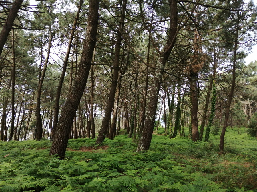 Recogen alrededor de 1.300 firmas para preservar el monte de O Chazo frente a un proyecto de camping