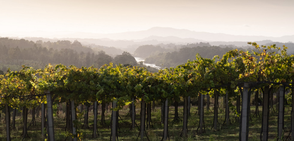 La nueva añada de Nora Albariño: sutil y cremosa