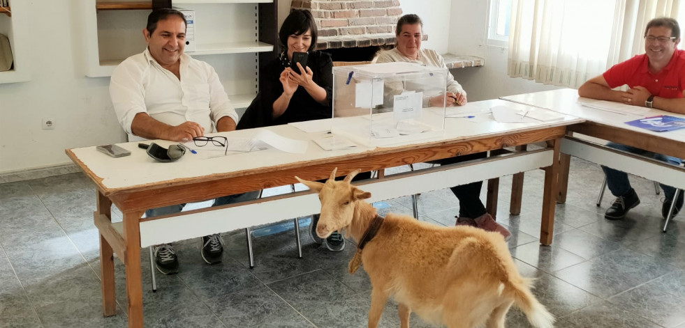 Una cabra se cuela en el colegio electoral de Setecoros en Valga