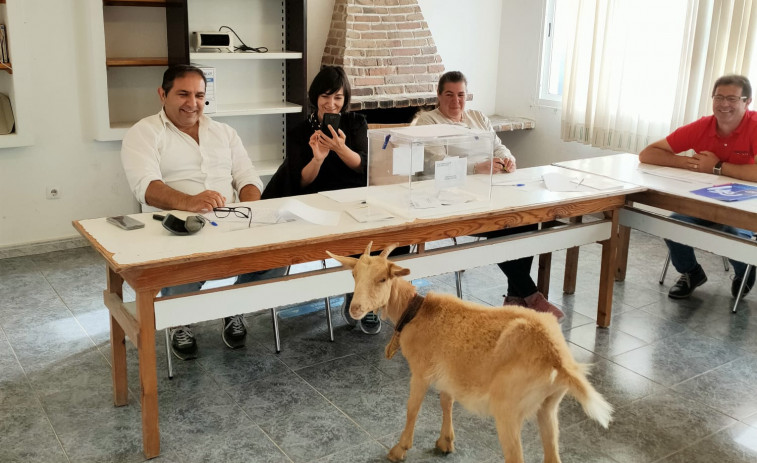 Una cabra se cuela en el colegio electoral de Setecoros en Valga