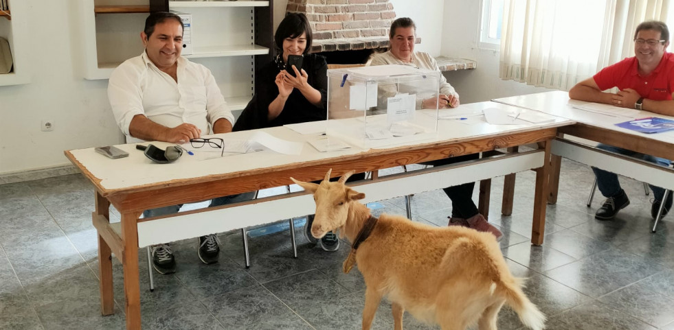 Una cabra se cuela dos veces en el centro social de Setecoros, en Valga, ante la sorpresa de los que allí estaban