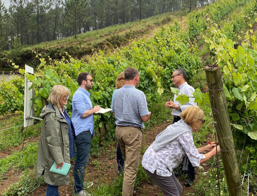 Un grupo de prescriptores de Reino Unido conocen de primera mano el trabajo de la DO Rías Baixas