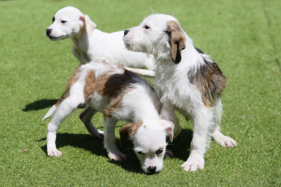 El CAAN supera las 300 adopciones en lo que va de año, con un promedio de casi dos diarias