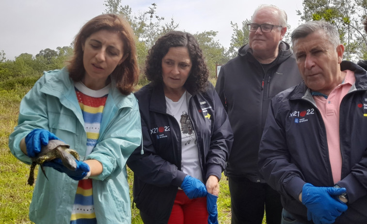 Constatan avances en el crecimiento del sapoconcho europeo en el parque natural de Corrubedo