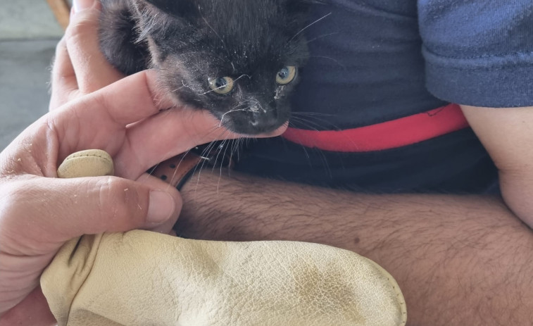 El gato 