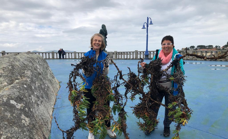 Retiran más de dos toneladas de uña de gato en las playas de O Grove