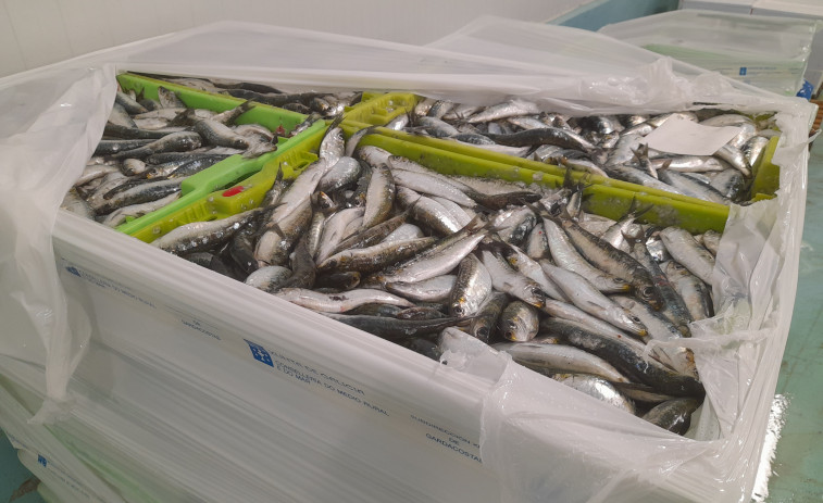 Gardacostas decomisa 1.921 kilos de sardinas a tres cerqueros que faenaban en una zona prohibida de Palmeira