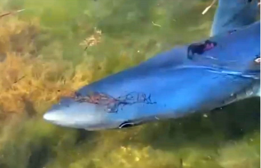 Inusual avistamiento de un tiburón de 1,5 metros en la costa de A Illa