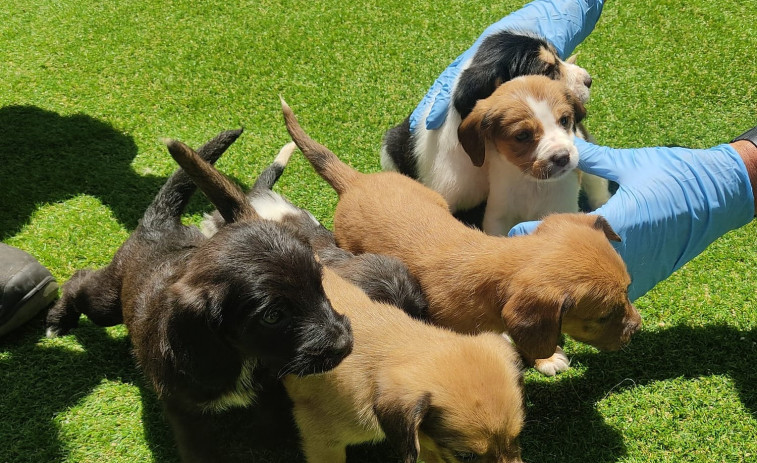 Rescatan seis cachorros arrojados a un contenedor de Moraña