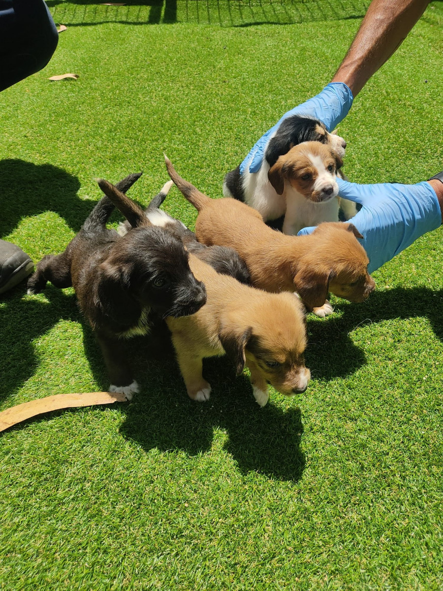 Rescatan seis cachorros arrojados a un contenedor de Moraña