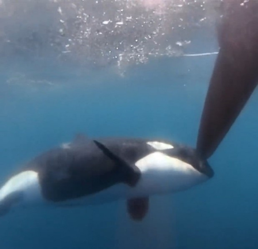 Sálvora sufre el primer incidente de orcas con un velero en Galicia este verano