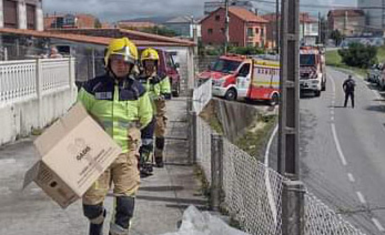 Bomberos de Boiro y Policía Local de Rianxo rescatan dos crías de gaviotas que cayeron de un nido en Xogo dos Bolos