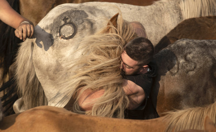 Ha vuelto la Rapa de Sabucedo, en la que los hombres y caballos salvajes miden sus fuerzas