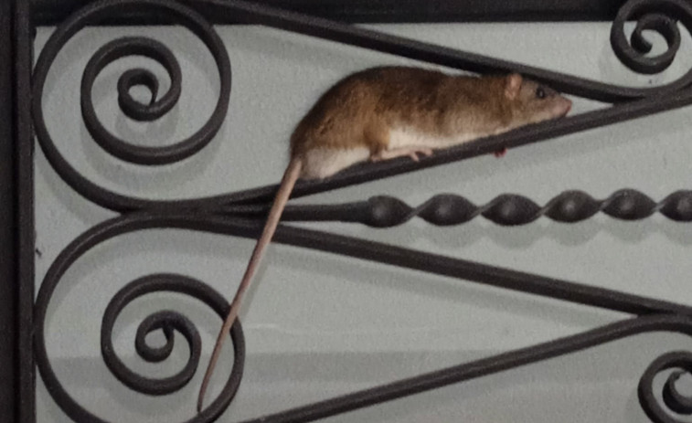 Denuncian la gravedad de los problemas de ratas que salen del alcantarillado en pleno centro de Ribeira