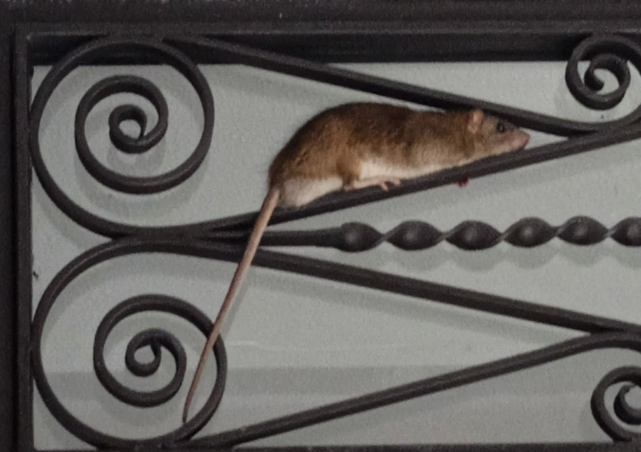 Denuncian la gravedad de los problemas de ratas que salen del alcantarillado en pleno centro de Ribeira