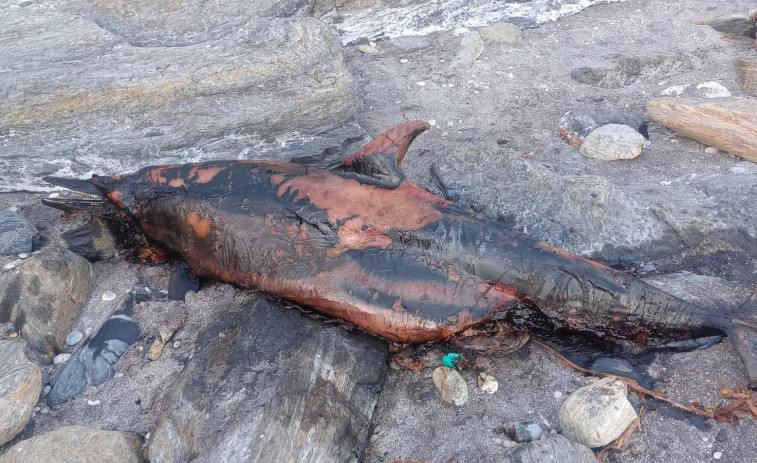 Aparece el cadáver de un delfín en la costa de Sanxenxo
