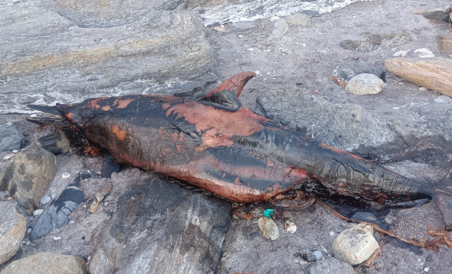 Aparece el cadáver de un delfín en la costa de Sanxenxo