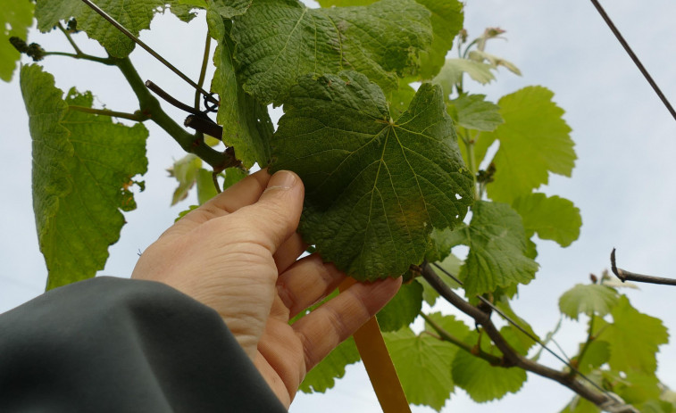 Areeiro advierte de la presencia de oídio en las viñas de variedad no albariña