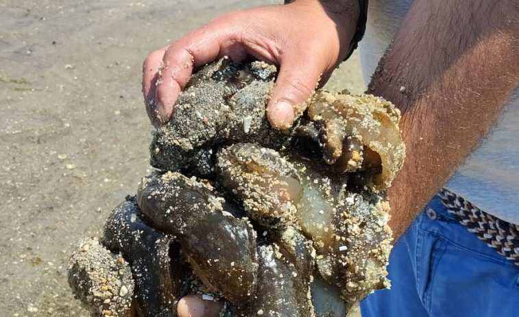 Detectan cientos de liebres de mar en la zona de la arena de la playa de A Compostela