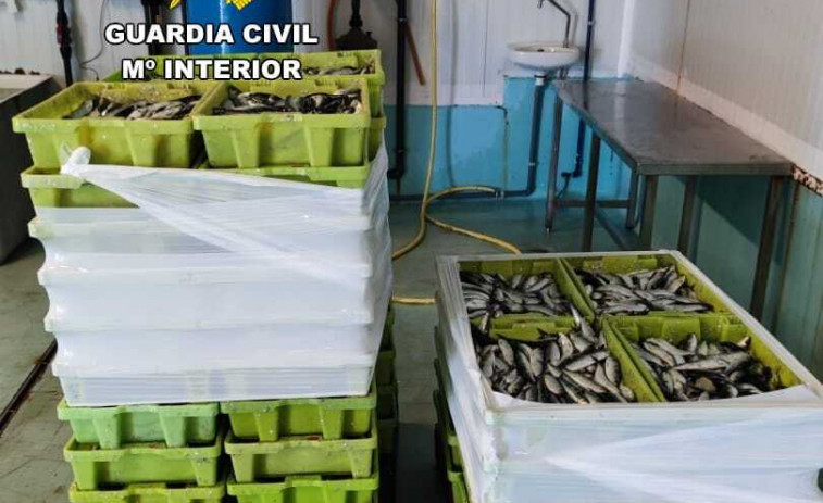 La Guardia Civil incauta 698 kilos de sardinas en Ribeira