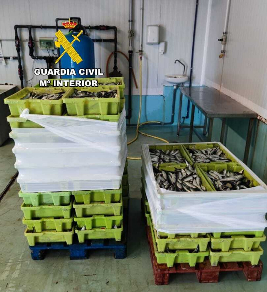 La Guardia Civil incauta 698 kilos de sardinas en Ribeira