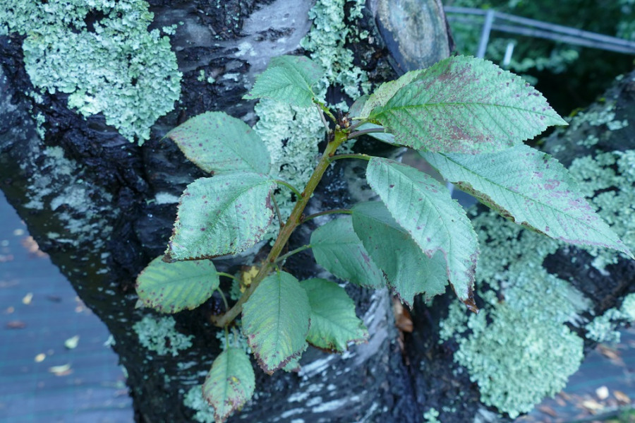 Alertan de condiciones favorables para el mal del plomo en frutales de hueso y de botrytis en la viña