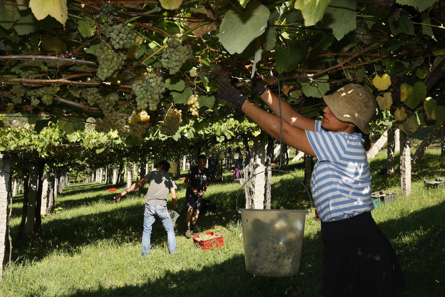 Rías Baixas sube el rendimiento en un 12,5 por ciento y prevé una vendimia récord, de 46 millones