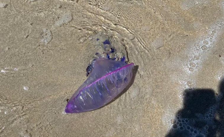 La peligrosa carabela portuguesa se deja ver en A Lanzada y otras playas del sur de O Grove
