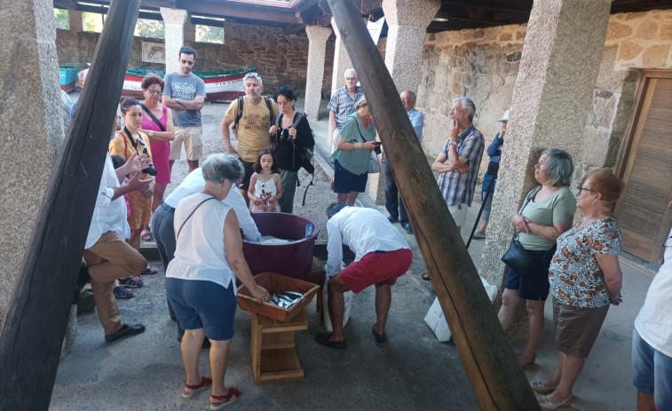 La Asociación de Amigos da Salgadeira de Moreiras recrea su tradicional proceso de salazón y enseña a 