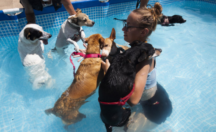 Casi 300.000 animales de compañía abandonados en 2022: causas y soluciones