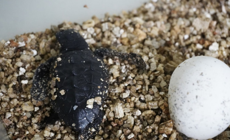Nacen 39 crías de tortuga boba en una playa de Marbella