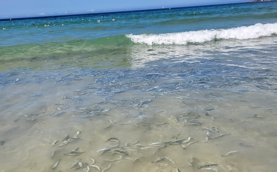 Cientos de sardinas muertas aparecen en la playa de A Lanzada arrastradas por el oleaje