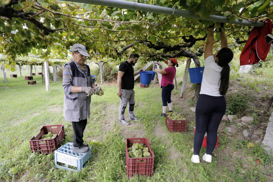 La DO Rías Baixas se adentra en una vendimia que se prevé histórica y pendiente de la meteorología