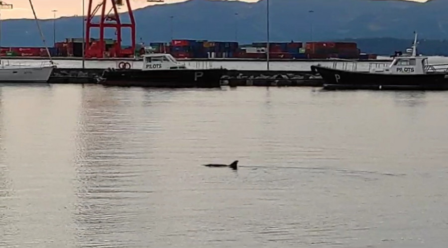Preocupación por un delfín que lleva horas nadando de manera errática en el puerto de Vilagarcía