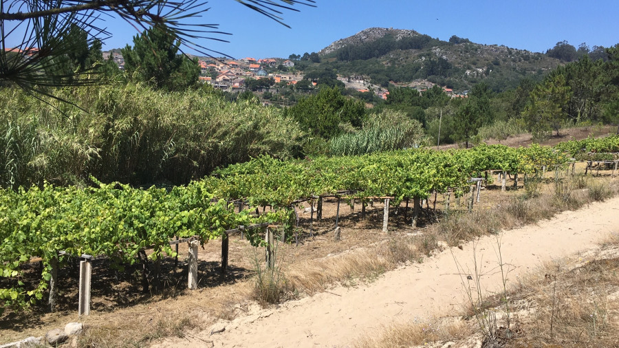 El “vino de la arena” de los viñedos centenarios de Cangas de Morrazo protagoniza la nueva edición de Viñadores do Atlántico