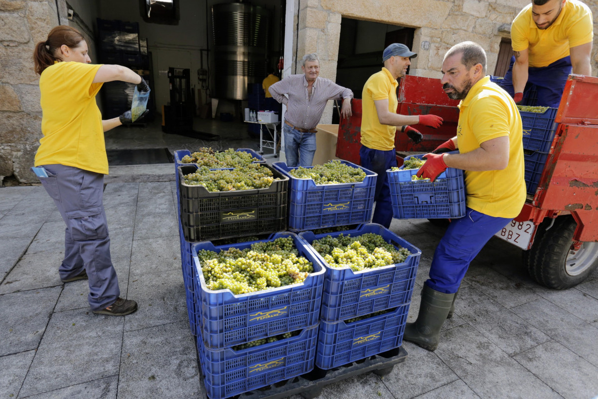 Descarga uva viticultores do rías baixas bodega palacio de fefiñanes cambados