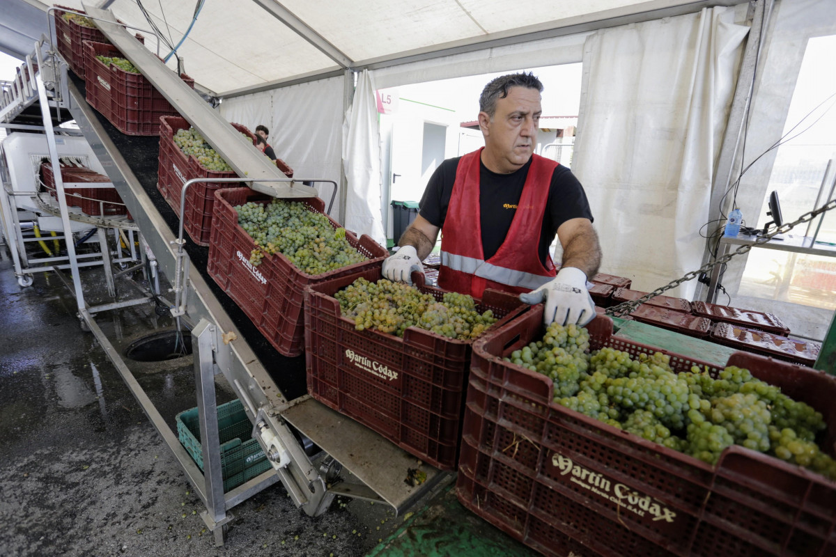 Vendimia bodega do rías baixas bodegas martín códax