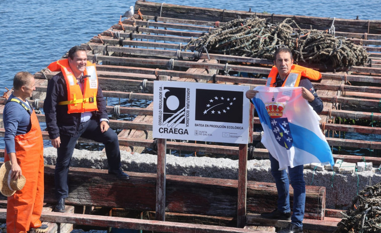 ¿Cuántas bateas producen mejillón ecológico y a dónde se exporta?