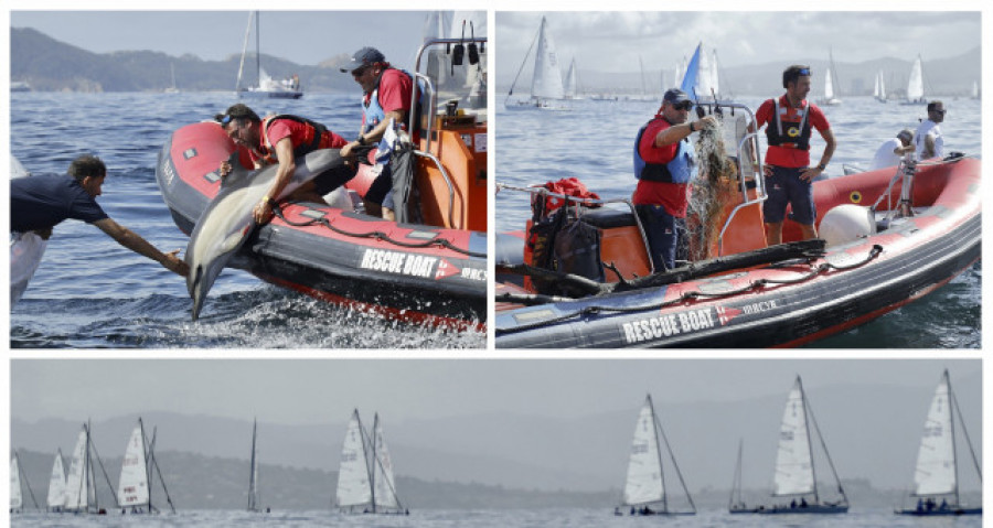 Personal del Mundial J80 de Baiona libera a un delfín enganchado en unas redes