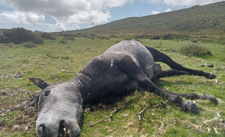 Aparecen muertas a balazos nueve yeguas salvajes en un monte de Boiro