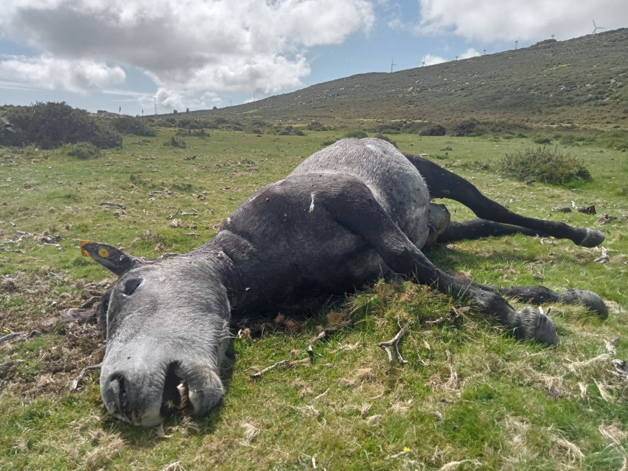 Aparecen muertas a balazos nueve yeguas salvajes en un monte de Boiro