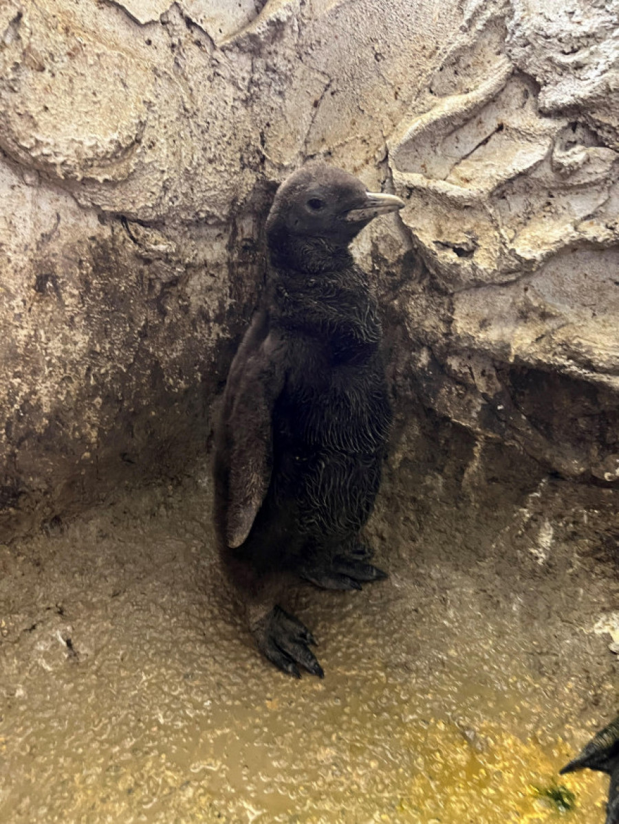 Nace una nueva cría de pingüino rey en Málaga