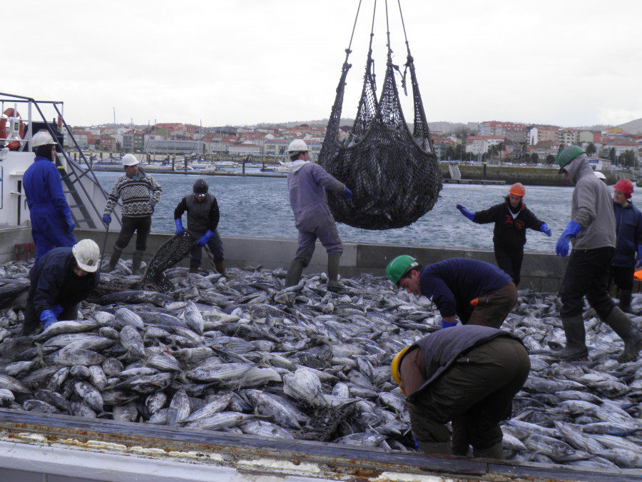 Reclaman a la Consellería do Mar medidas frente la bajada en la descarga de túnidos en el muelle de A Pobra