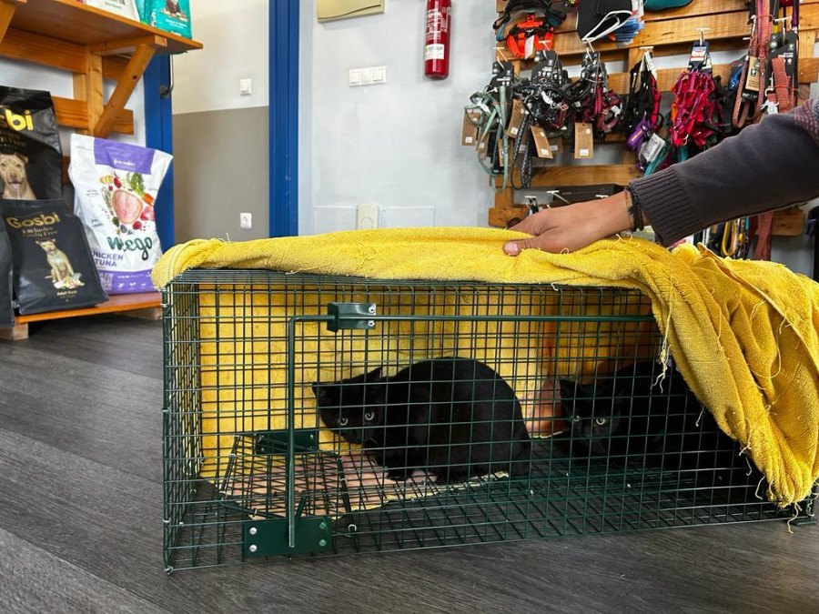 Meis, pionero en la comarca en microchipar gatos callejeros a nombre del Concello