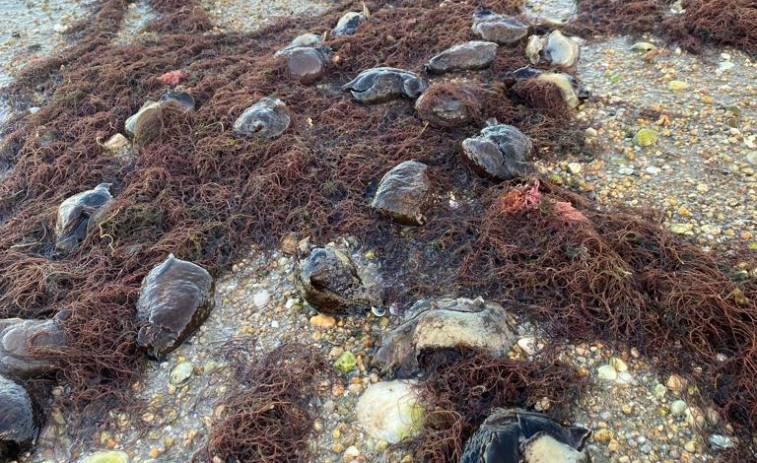 Cientos de liebres de mar llegan a las orillas de la playa de Vilagarcía